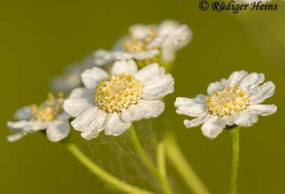 Achillea ptarmica (Sumpf-Schafgarbe)