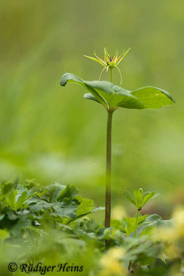 Paris quadrifolia (Vierblättrige Einbeere), 12.5.2021