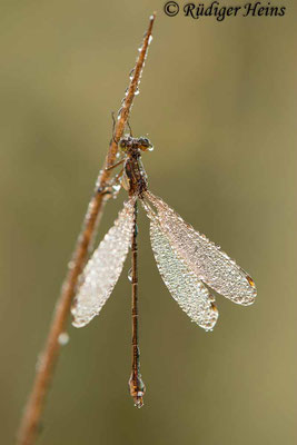 Lestes barbarus (Südliche Binsenjungfer) Weibchen, 9.9.2021 - Makroobjektiv 180mm f/3.5