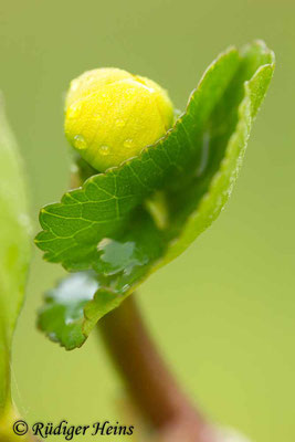 Caltha palustris (Sumpfdotterblume), 11.5.2013