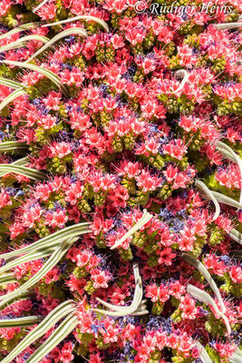 Wildprets Natternkopf (Echium wildpretii), 17.5.2023 - Panasonic DMC-FZ 1000