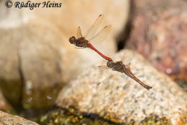 Sympetrum vulgatum (Gemeine Heidelibelle) Tandem bei Eiablage, 24.8.2022