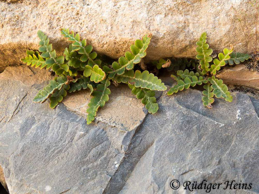 Asplenium ceterach (Milzfarn), 17.5.2015