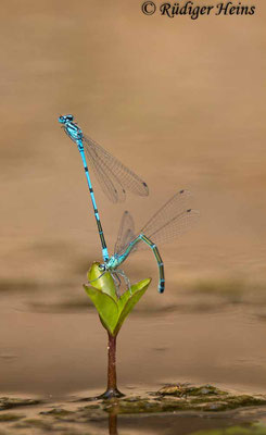 Coenagrion puella (Hufeisen-Azurjungfer) Tandem, 8.6.2022