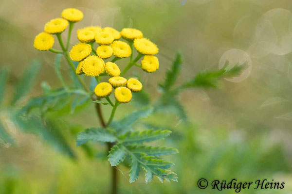 Tanacetum vulgare (Rainfarn), 31.8.2023