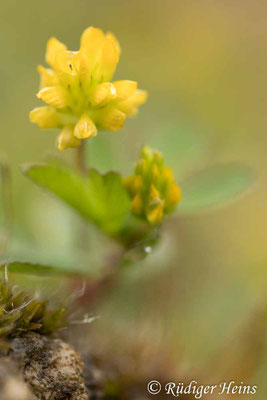 Trifolium dubium (Faden-Klee)