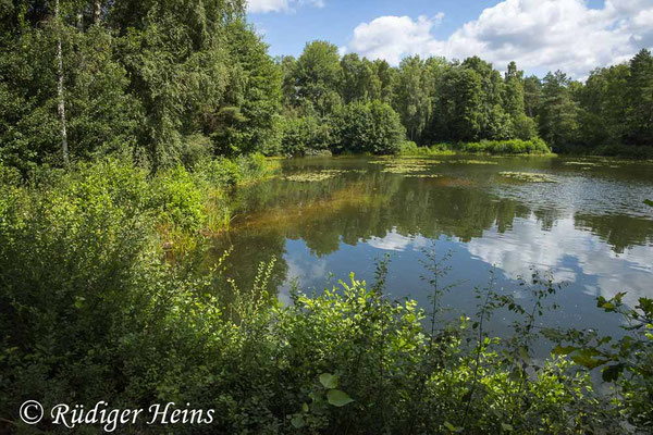 Aeshna grandis, Braune Mosaikjungfer, Fortpflanzungsgewässer