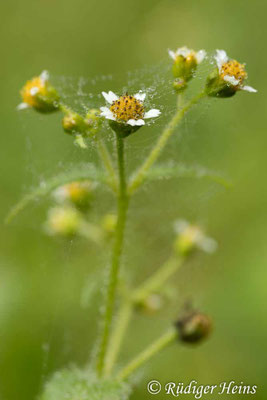 Galinsoga parviflora (Kleinblütiges Franzosenkraut)