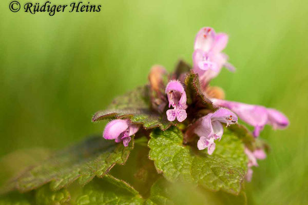 Lamium purpureum (Purpurrote Taubnessel), 14.4.2017