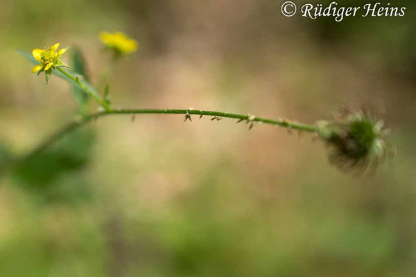 Geum urbanum (Echte Nelkenwurz)