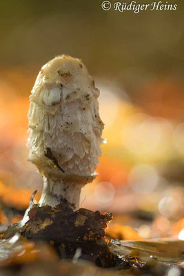 Schopf-Tintling (Coprinus comatus), 29.10.2023 - Makroobjektiv 100mm f/2.8