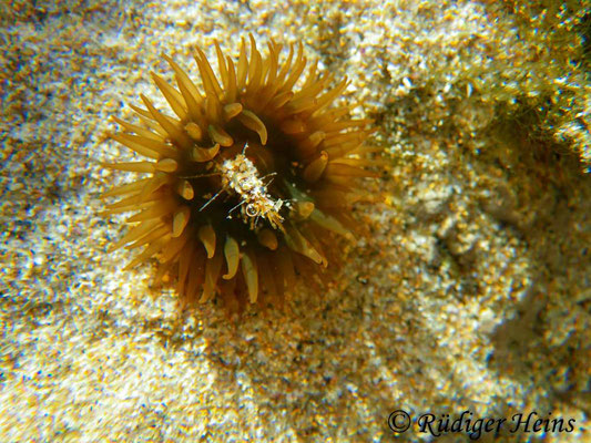 Actinia equina (Pferdeaktinie), 24.9.2016