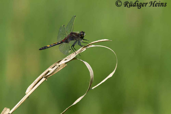 Leucorrhinia pectoralis (Große Moosjungfer), Männchen 14.5.2018