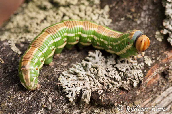 Sphinx pinastri (Kiefernschwärmer) Raupe, 20.8.2010