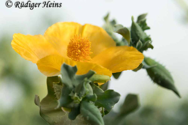 Glaucium flavum (Gelber Hornmohn), 25.5.2022