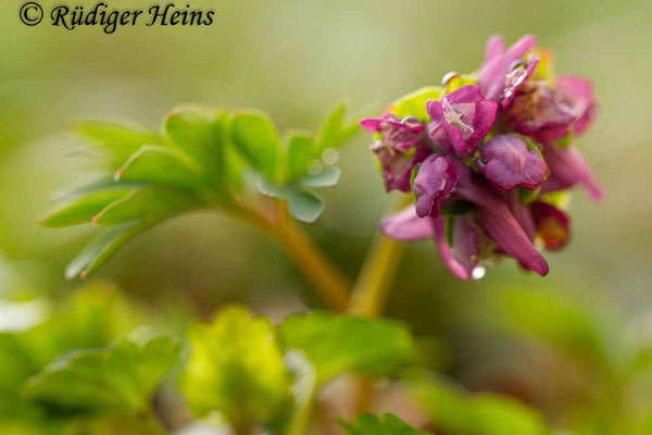 Corydalis intermedia (Mittlerer Lerchensporn), 2.4.2017