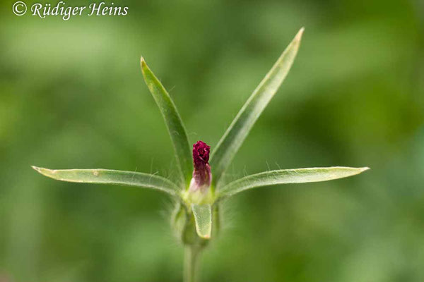 Agrostemma githago, Kornrade