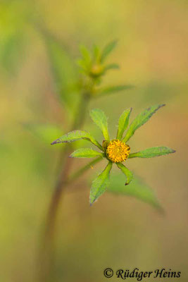 Bidens frondosus (Schwarzfrüchtiger Zweizahn)