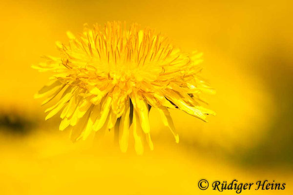 Taraxacum officinale (Gewöhnlicher Löwenzahn), 2.5.2010