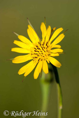 Tragopogon pratensis (Wiesen-Bocksbart)