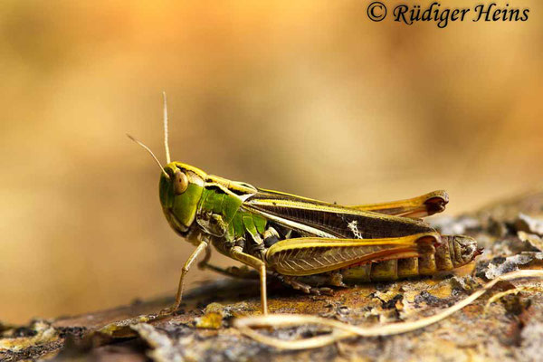 Stenobothrus lineatus (Heidegrashüpfer) Weibchen, 4.8.2018