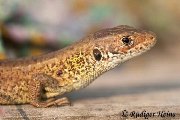 Lacerta trilineata (Riesen-Smaragdeidechse), 25.7.2007