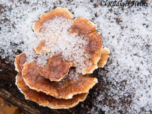 Trametes versicolor (Schmetterlingstramete), 18.1.2015