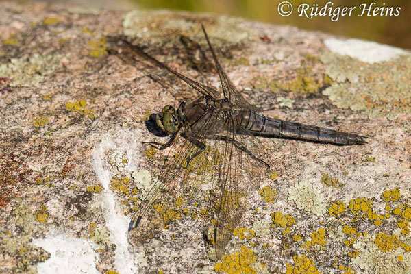 Orthetrum cancellatum (Großer Blaupfeil) Weibchen, 1.9.2022