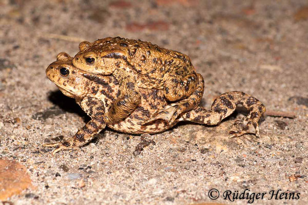 Bufo bufo (Erdkröte) Paarung, 15.3.2009
