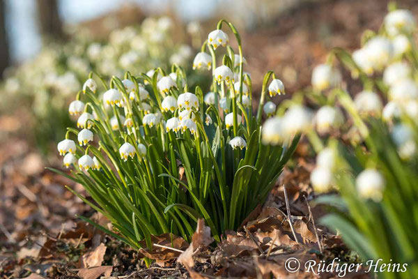 Leucojum vernum (Frühlingsknotenblume oder Märzenbecher), 17.3.2023