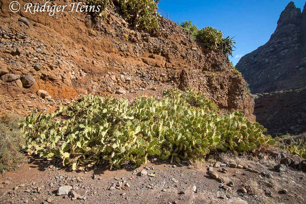 Gallotia galloti (Kanareneidechse) Habitat