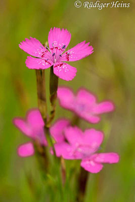 Dianthus deltoides (Heide-Nelke), 19.6.2011