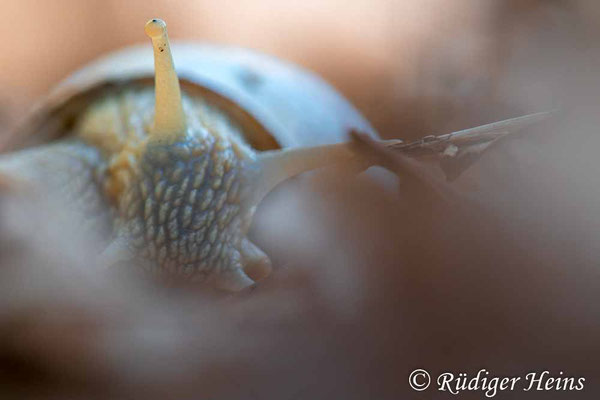 Helix pomatia (Weinbergschnecke), 8.5.2023