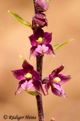 Epipactis atrorubens (Rotbraune Stendelwurz), 14.6.2012