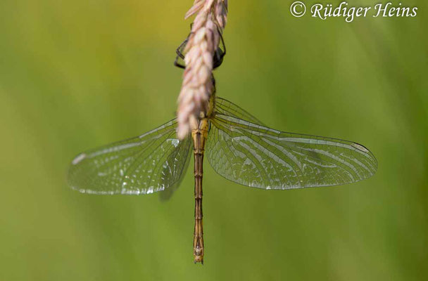 Sympetrum sanguineum (Blutrote Heidelibelle) Weibchen, 26.6.2019
