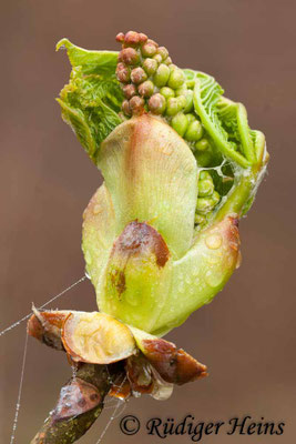 Aesculus hippocastanum (Gewöhnliche Rosskastanie), 23.4.2006