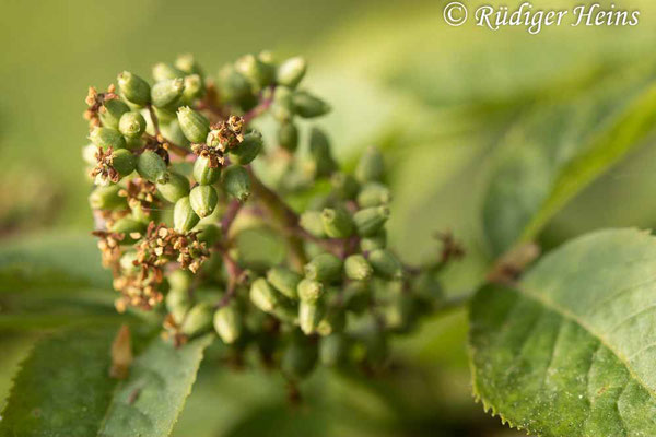 Sambucus racemosa (Roter Holunder), 23.5.2021