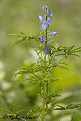 Lupinus angustifolius (Blaue Lupine)