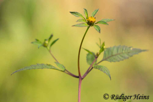 Bidens frondosus (Schwarzfrüchtiger Zweizahn), 30.7.2023