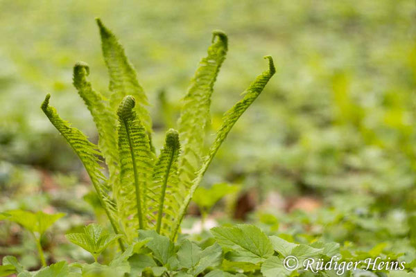Straußfarn (Matteuccia struthiopteris)