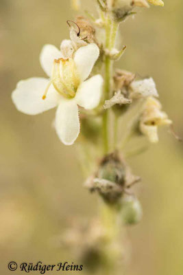 Verbascum lychnitis (Mehlige Königskerze), 28.7.2021 - Makroobjektiv 100mm f/2.8