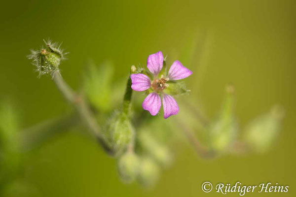 Geranium pusillum (Kleiner Storchschnabel), 28.6.2025