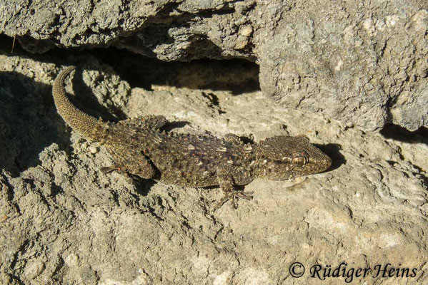 Tarentola mauretanica (Mauergecko), 9.7.2022