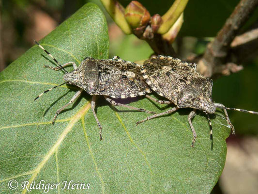 Rhaphigaster nebulosa (Graue Gartenwanze), 3.10.2019