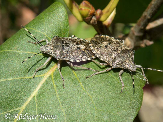 Rhaphigaster nebulosa (Graue Gartenwanze)