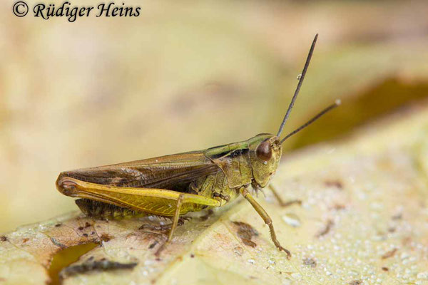 Omocestus viridulus (Bunter Grashüpfer) Männchen, 9.10.2017