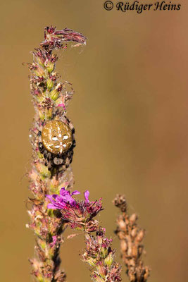 Araneus quadratus (Vierfleckkreuzspinne), 7.9.2021