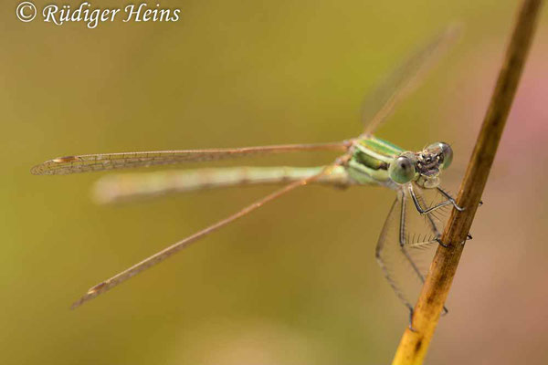 Lestes barbarus (Südliche Binsenjungfer) Männchen, 9.8.2021