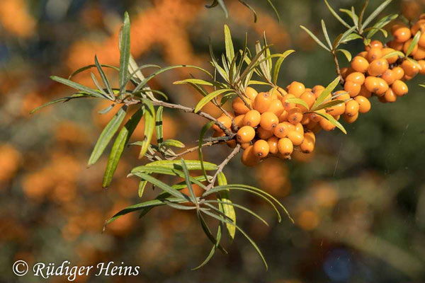 Hippophae rhamnoides (Sanddorn)