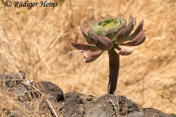 Aeonium urbicum, 16.5.2023 - Panasonic DMC-FZ 1000